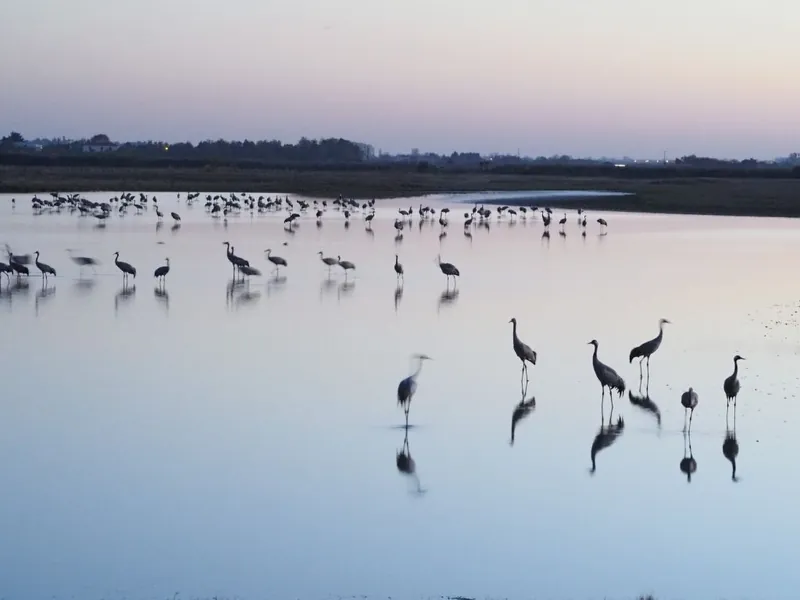 Animation nature, À la découverte de la Grue cendrée