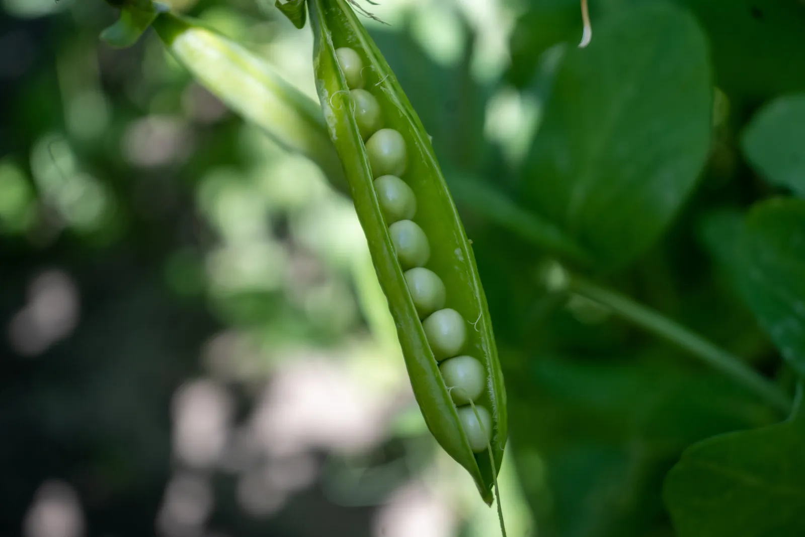 Le potager extraordinaire