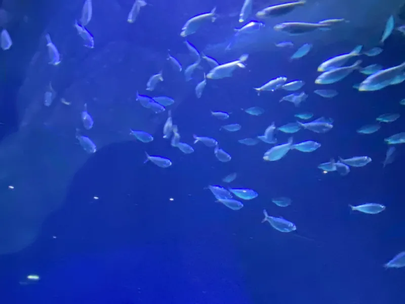 Aquarium de Vendée