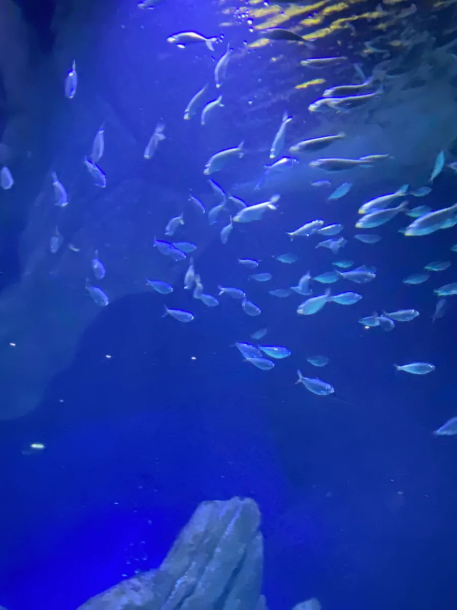 Aquarium de Vendée