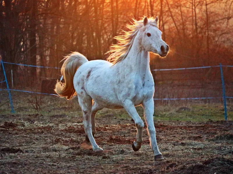 L'îlot Zanimo, Ferme d'animation Equestre