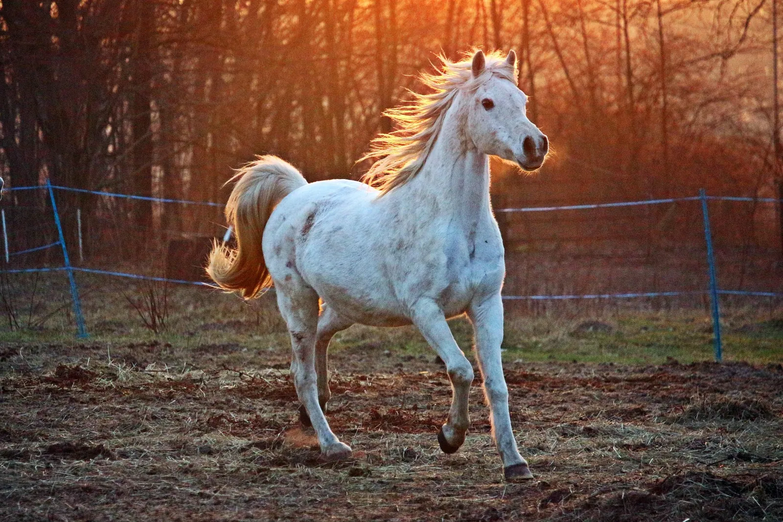 L'îlot Zanimo, Ferme d'animation Equestre
