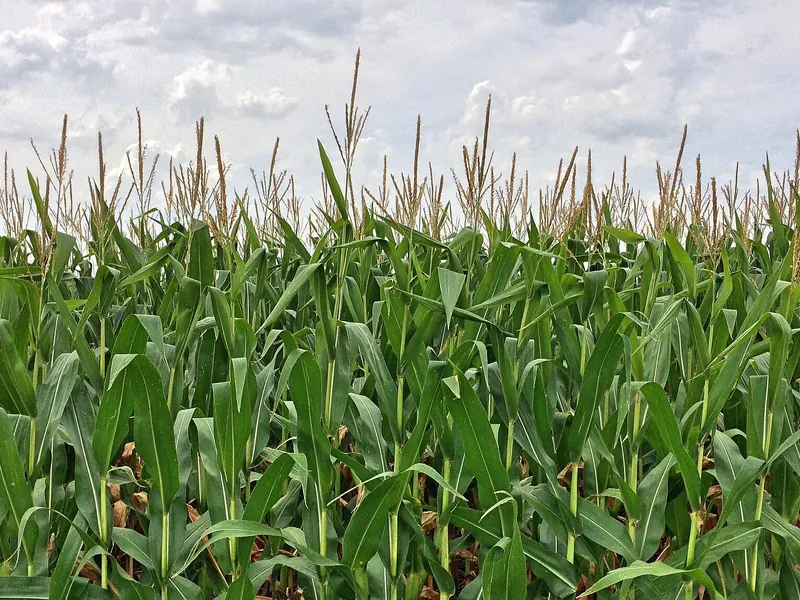 Pop Corn Labyrinthe - Saint Hilaire de Riez