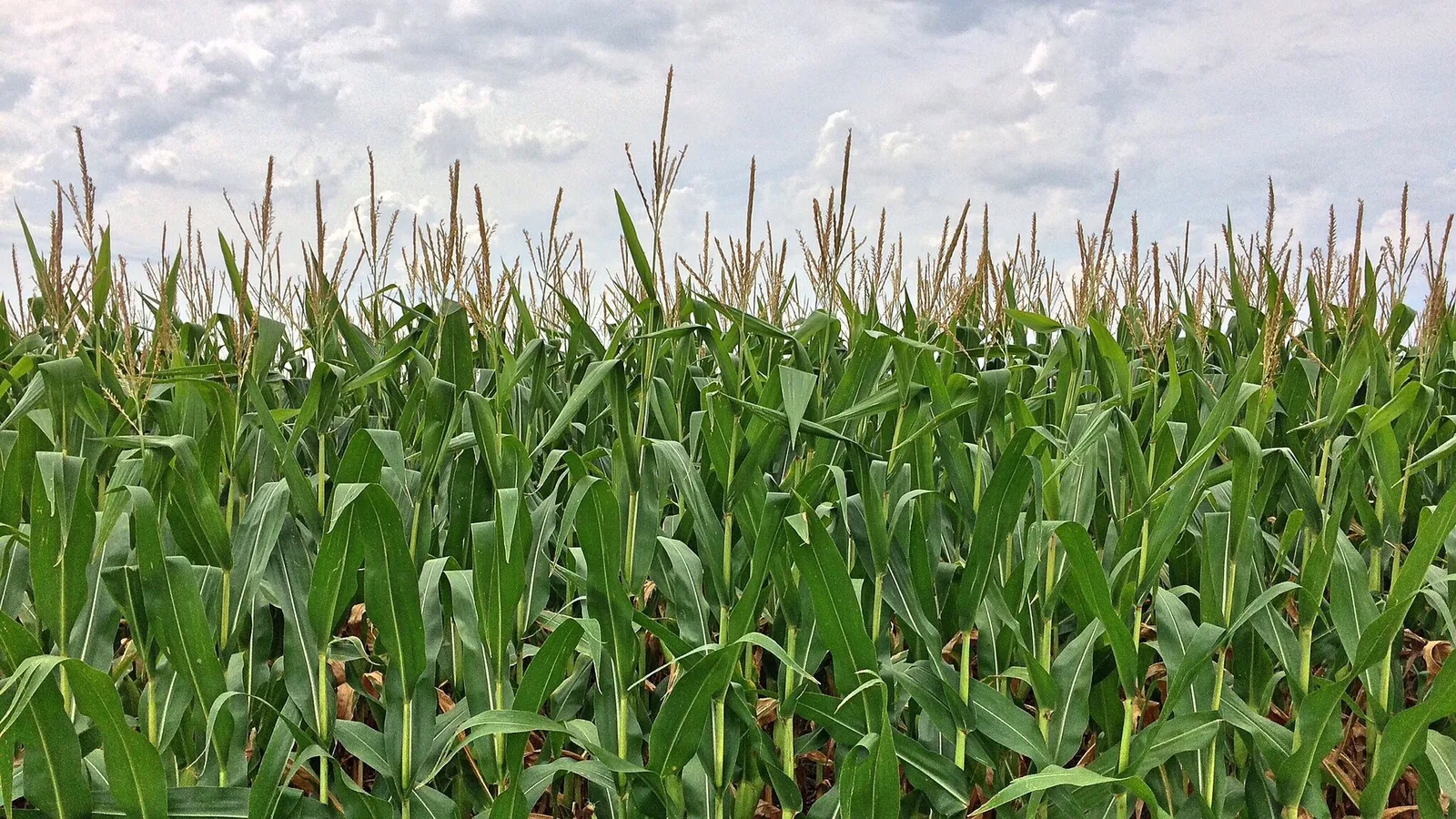 Pop Corn Labyrinthe - Saint Hilaire de Riez