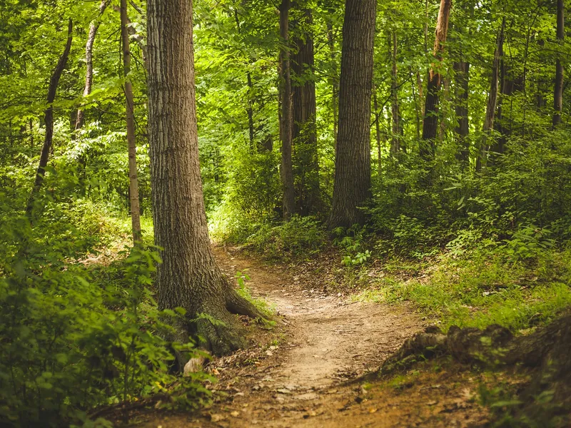 Le sentier interactif de la forêt de Grasla