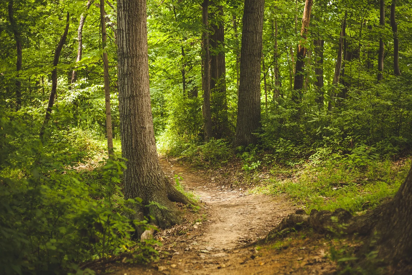 Le sentier interactif de la forêt de Grasla