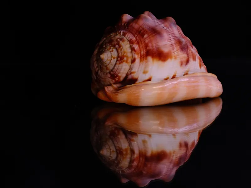 Muséum du Coquillage