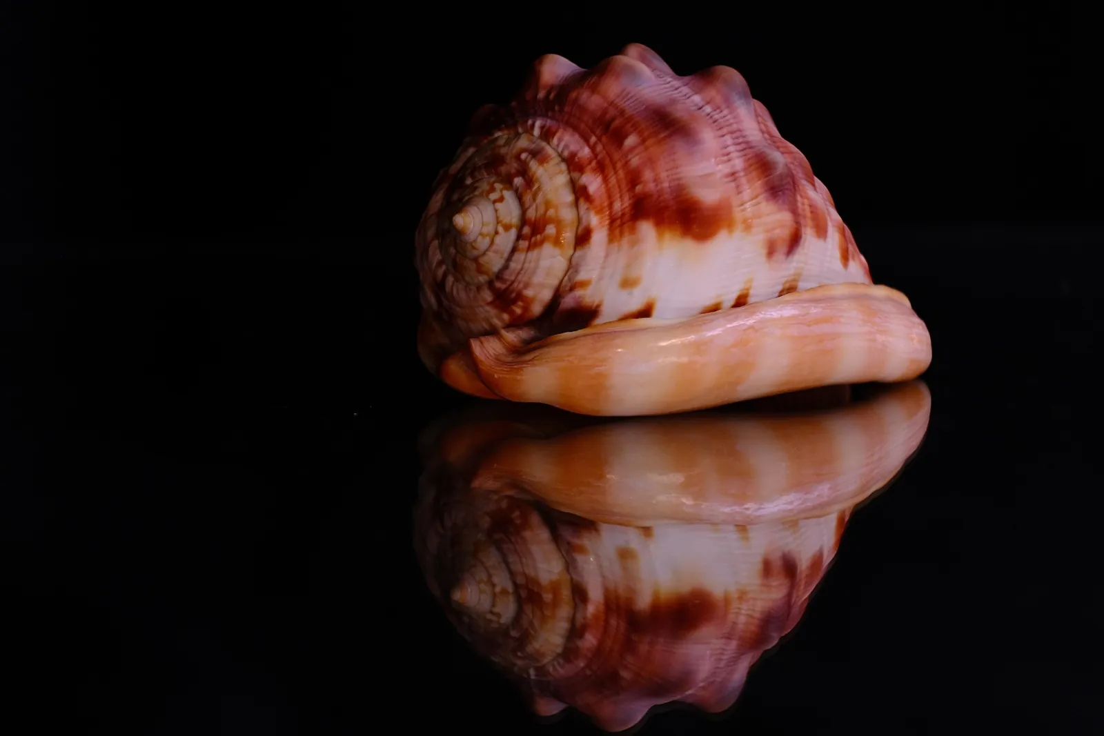 Muséum du Coquillage