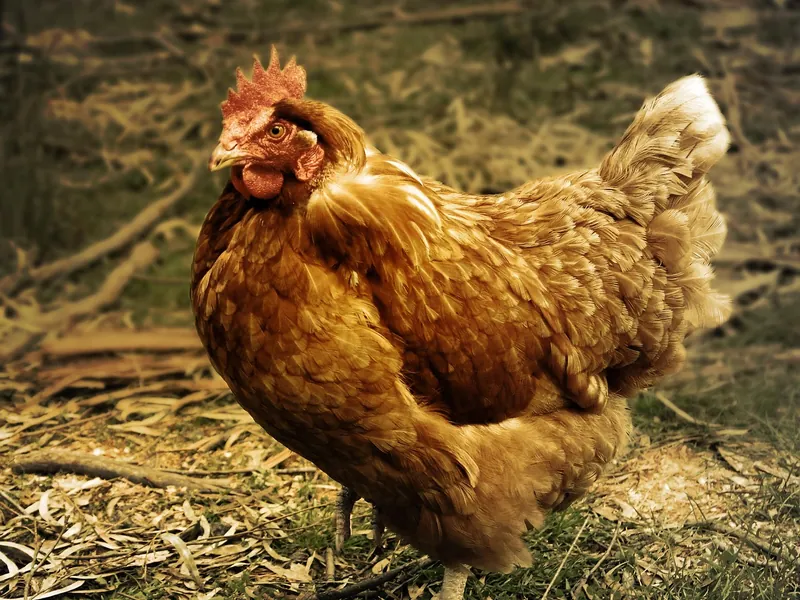 Le Potager Des Z'animaux