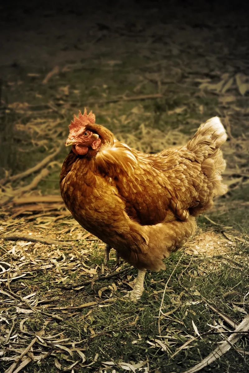 Le Potager Des Z'animaux