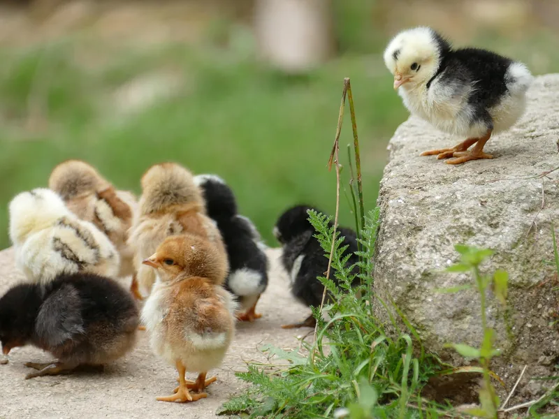La Ferme Pédagogique de la Jarrie