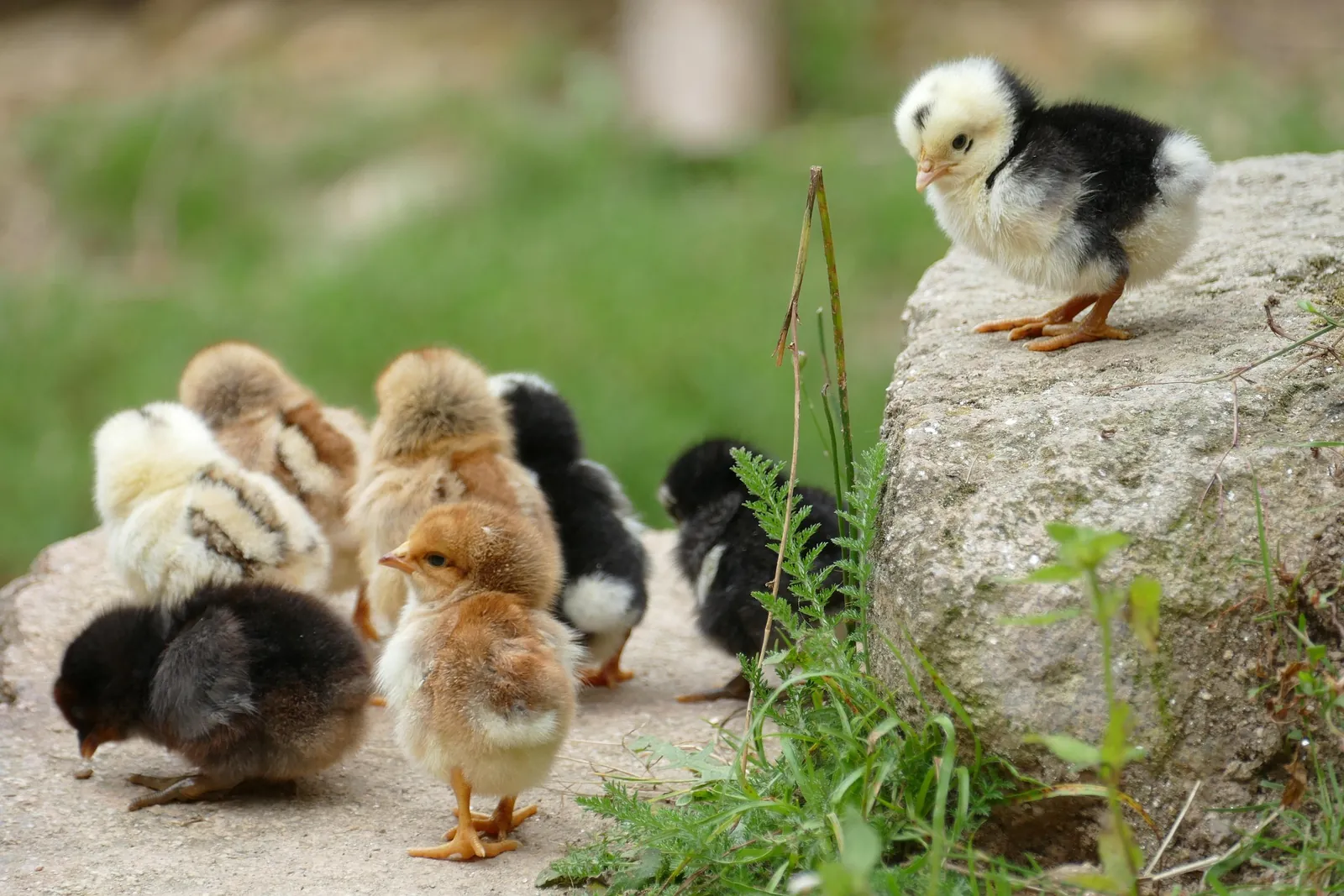 La Ferme Pédagogique de la Jarrie