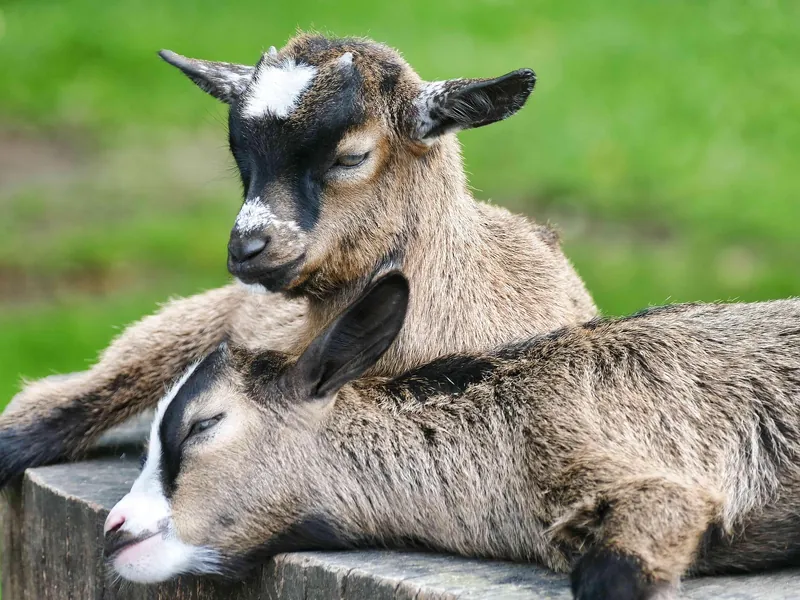 La ferme pédagogique et thérapeutique Au Coeur de chez Vous