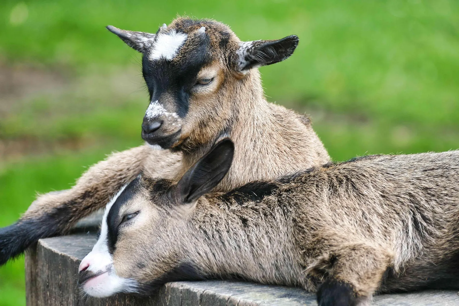 La ferme pédagogique et thérapeutique Au Coeur de chez Vous